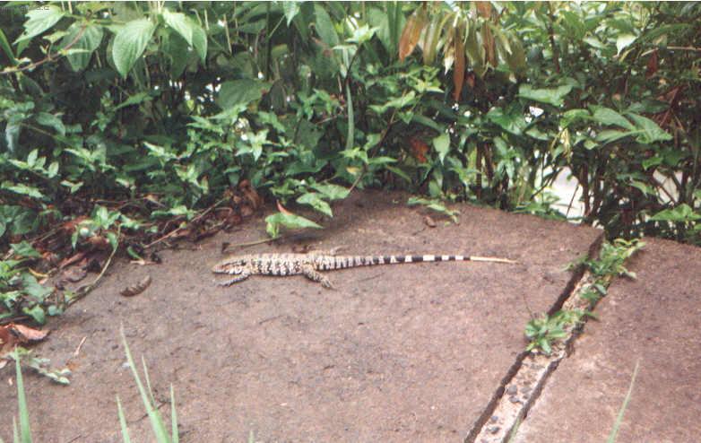 Photos: Brazil (pictures, images)