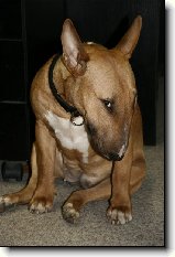 Co o BULÍCÍCH ještě nevíte : 108-ozzy-danny-1179149452