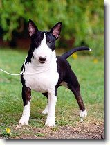 Co o BULÍCÍCH ještě nevíte : 108-ozzy-danny-1179149484