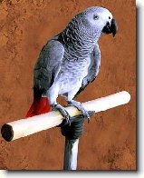 Žako nebo-li papoušek šedý : 116-ozzy-danny-1179427012