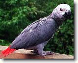 Žako nebo-li papoušek šedý : 116-ozzy-danny-1179427022