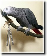 Žako nebo-li papoušek šedý : 116-ozzy-danny-1179427104