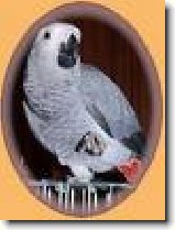 Žako nebo-li papoušek šedý : 116-ozzy-danny-1179427116