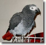 Žako nebo-li papoušek šedý : 116-ozzy-danny-1179427153