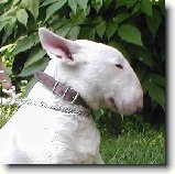 Bulteriér a lovecké zkoušky : 126-ozzy-danny-1179655471