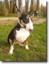 Bulteriér a lovecké zkoušky : 126-ozzy-danny-1179655493