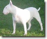 Bulteriér a lovecké zkoušky : 126-ozzy-danny-1179655590