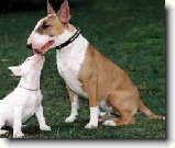 Bulteriér a lovecké zkoušky : 126-ozzy-danny-1179655610