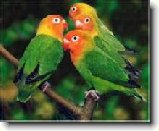 Papoušek Agapornis : 136-ozzy-danny-1180277049