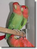 Papoušek Agapornis : 136-ozzy-danny-1180277062