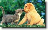 Soužití kočky a psa : 147-ozzy-danny-1181017319