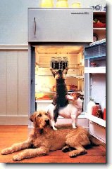 Soužití kočky a psa : 147-ozzy-danny-1181017335