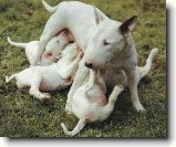 Čokoláda a psi : 148-ozzy-danny-1181033197