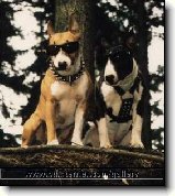 Čokoláda a psi : 148-ozzy-danny-1181033383