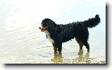 Stret�vka milovn�kov bsp v Senci :) : 149-nasepsy-1181058458
