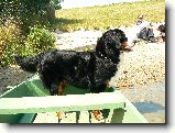 Stret�vka milovn�kov bsp v Senci :) : 149-nasepsy-1181058576