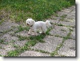 Proch�zka : 226-nasi-milacci-1183722622