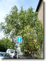 Proch�zka : 226-nasi-milacci-1183755502