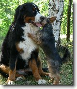 L�ska je l�ska : 262-nasepsy-1186171707