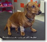 Vyvoj a funkce kloubu ARTROZA : 332-ketlin-a-tyna-1194426601