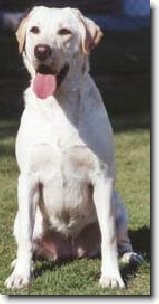 Vyvoj a funkce kloubu ARTROZA : 332-ketlin-a-tyna-1194426634