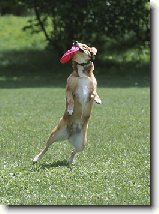 Výchova a výcvik ... : 37-ozzy-danny-1176404781