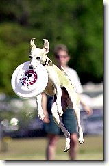 Výchova a výcvik ... : 37-ozzy-danny-1176404798