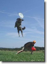 Výchova a výcvik ... : 37-ozzy-danny-1176404813