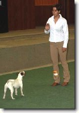 Výchova a výcvik ... : 37-ozzy-danny-1176920930