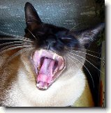 ZOUBKY NAICH MALCH PREDTOR : 378-siamacek-filipek-1200645754