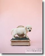 Uiten vciky : 398-jorky-1202126568