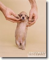 Uiten vciky : 398-jorky-1202126612