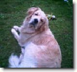 Zlatý retrívr : 491-barusak-1235670345