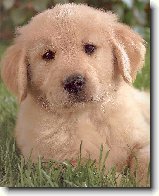 Zlatý retrívr : 491-barusak-1236408019