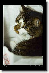 Kočičí rekordy !!! : 51-ozzy-danny-1176869921