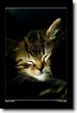 Kočičí rekordy !!! : 51-ozzy-danny-1176869960