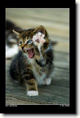 Kočičí rekordy !!! : 51-ozzy-danny-1176869974