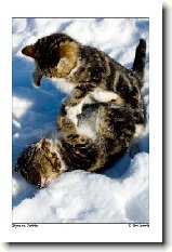 Kočičí rekordy !!! : 51-ozzy-danny-1176869995