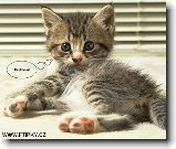 Kočičí rekordy !!! : 51-ozzy-danny-1179820316