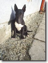 Proč pes.... : 64-ozzy-danny-1177789034