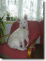 Danny a vela : 70-ozzy-danny-1178077296