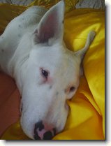 Danny a vela : 70-ozzy-danny-1178078025