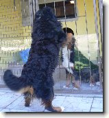 Tak u� je to tu : 71-nasepsy-1178200924