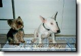 Soužití bulteriéra s jinými zvířaty : 78-ozzy-danny-1178279855