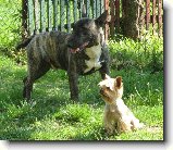 Soužití bulteriéra s jinými zvířaty : 78-ozzy-danny-1181043105