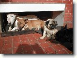 Soužití bulteriéra s jinými zvířaty : 78-ozzy-danny-1181043155