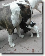 Soužití bulteriéra s jinými zvířaty : 78-ozzy-danny-1181043230