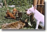 Soužití bulteriéra s jinými zvířaty : 78-ozzy-danny-1181043335
