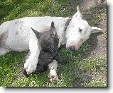 Soužití bulteriéra s jinými zvířaty : 78-ozzy-danny-1181043470