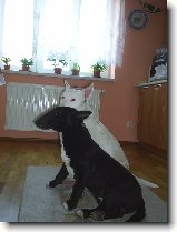 Proč je pes : 92-ozzy-danny-1178791752